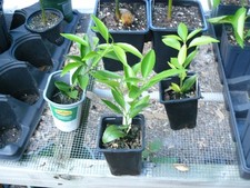 Potted florida red for sale  Brunswick