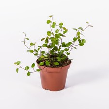 Muehlenbeckia maidenhair vine for sale  UK