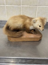 Tierpräparat marder ausgestop gebraucht kaufen  Dürrwangen