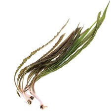 Cryptocoryne crispatula balans for sale  HOUNSLOW