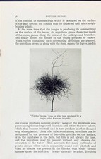 Old witches broom for sale  UK