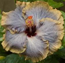 Little ballerina tropical for sale  Waterloo