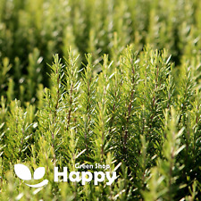 Herb rosemary rosmarinus for sale  DONCASTER