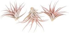 Capitata peach air for sale  Saint Augustine