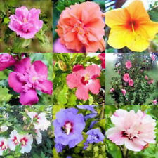 Hibiscus syriacus mix usato  Monreale