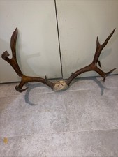 taxidermy deer mule for sale taxidermy deer mule for sale Missouri City