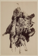 Nature morte perdrix d'occasion  Pagny-sur-Moselle