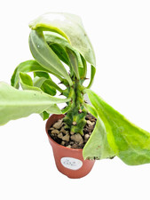 Euphorbia nerifolia variegata usato Euphorbia nerifolia variegata usato  Villalba