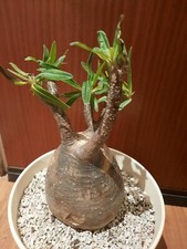 Pachypodium gracilius nice gebraucht kaufen  Laboe