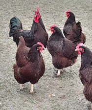 Rhode island red for sale  WELLINGTON