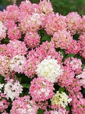Hydrangea fire light for sale  Elberton