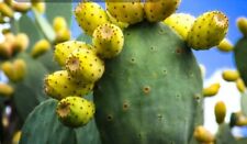 Prickly pear cactus for sale  Santa Rosa