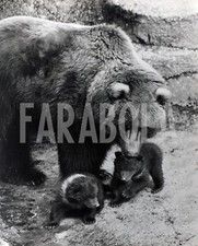 Vintage animali regno usato  Roma