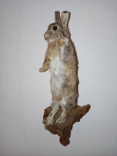 Jäger sterhase präparat gebraucht kaufen  Teisnach