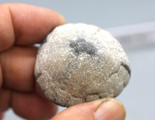 seeigel rugen gebraucht kaufen seeigel rugen gebraucht kaufen Mittweida