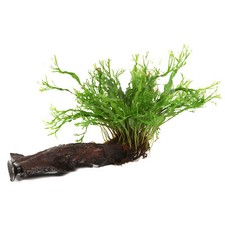 Microsorum pteropus windeløv gebraucht kaufen  Püttlingen