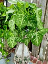 Four syngonium podophyllum for sale  Houston