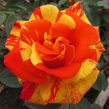 Dancing sunset 5.5lt for sale  SPALDING