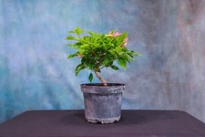 Vera light purple for sale  North Fort Myers