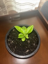 Lemon seedling for sale  Quincy