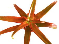 Semi aloe vaotsanda usato  Napoli