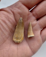 Lotto denti mosasauro usato Lotto denti mosasauro usato  Minerbio