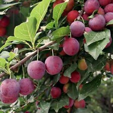 Delicious sweet santa for sale  High Springs