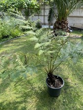 Cyathea australis gebraucht kaufen  Bergheim