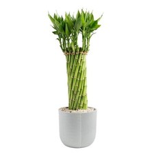 planter plant bamboo for sale planter plant bamboo for sale Miami