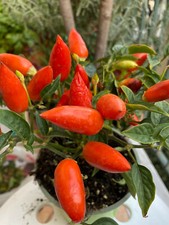 Semi peperoncini piccanti usato  Italia