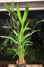 Cyrtostachys renda red for sale  Hollywood