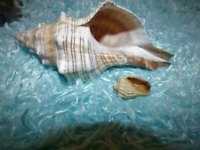 Collectable conch trumpet for sale  BRIXHAM