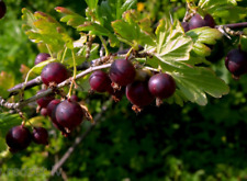 Gooseberry bush. rives for sale  ORKNEY