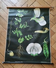 Alte schulwandkarte rollkarte gebraucht kaufen  Berlin