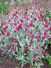 Graines coquelourde lychnis d'occasion  Pont-Sainte-Maxence