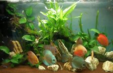 Aquariumpflanzen set 200 gebraucht kaufen  Dresden