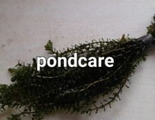 Elodea densa anacharis. for sale  EASTBOURNE