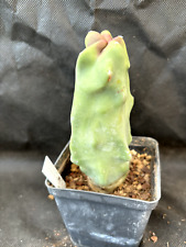 Lophocereus schottii monster usato  Massafra