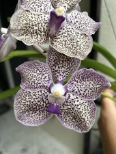 Vanda kultana yellow for sale  Bonita Springs
