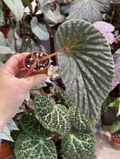 Begonia congesta chloristicta for sale  BROCKENHURST