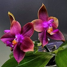 Blühende phalaenopsis hawaii gebraucht kaufen  Obertshausen