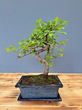 Bonsai baum chinesische gebraucht kaufen  Böhl-Iggelheim