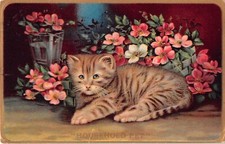 Adorable tabby kitten for sale  Unionville
