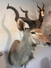Kudu shoulder mount for sale  Magnolia