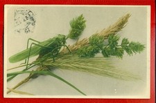 CARTÃO POSTAL VINTAGE GAFANHOTO VERDE USADO 3169 comprar usado CARTÃO POSTAL VINTAGE GAFANHOTO VERDE USADO 3169 comprar usado  Enviando para Brazil