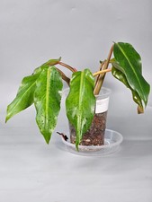 Philodendron orange marmalade for sale  MILTON KEYNES