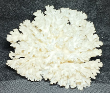 Natural white coral for sale  Orange Park