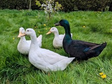 Free range duck for sale  CHESTERFIELD