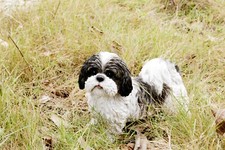 Standing shih tzu d'occasion  Expédié en Belgium