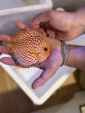 Pigeon discus inch for sale  Lyndhurst